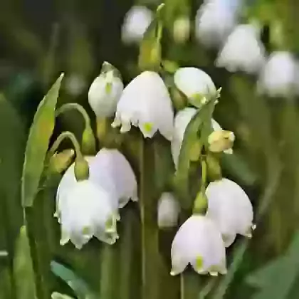 Aestivum